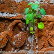 Dhulgram Temple Complex 03